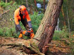 Best Tree Health Inspection  in Scottdale, PA