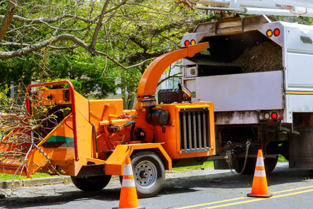 Best Seasonal Cleanup (Spring/Fall)  in Scottdale, PA