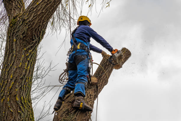 Professional  Tree Services in Scottdale, PA