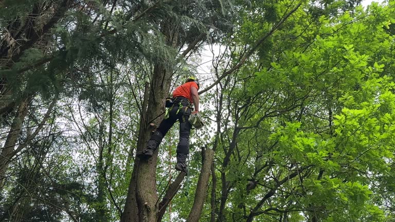 Best Hedge Trimming  in Scottdale, PA