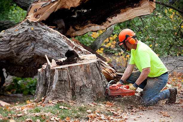 Best Commercial Tree Removal  in Scottdale, PA