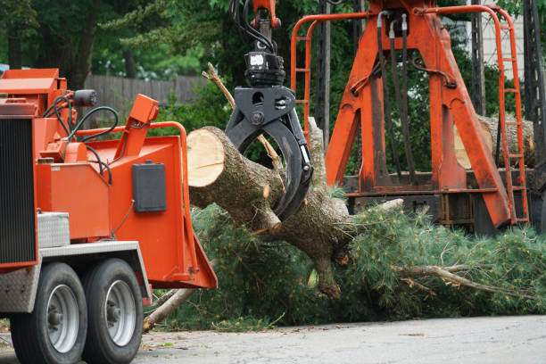 Best Utility Line Clearance  in Scottdale, PA