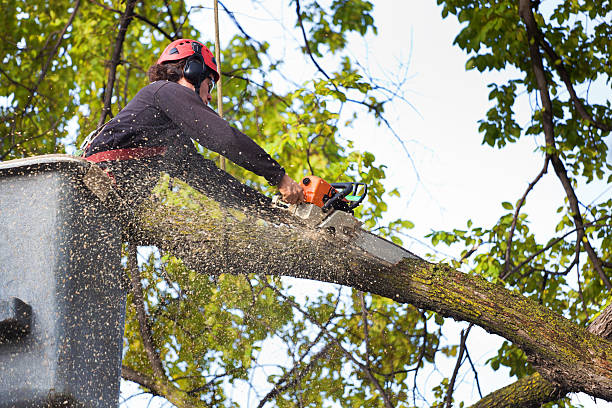 Leaf Removal Services in Scottdale, PA