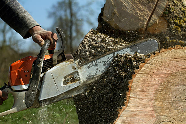 How Our Tree Care Process Works  in  Scottdale, PA